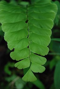 ferns, muttodi