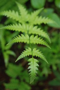 ferns, muttodi