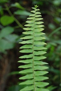 ferns, muttodi