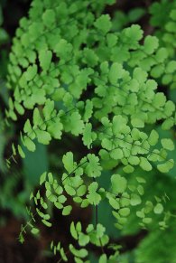 ferns, muttodi