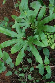 ferns, muttodi