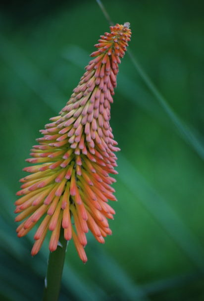 Kniphofia uvaria