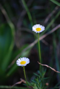 kodai flora