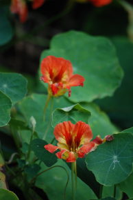 kodai flora