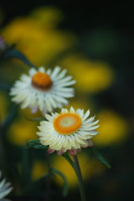 kodai flora