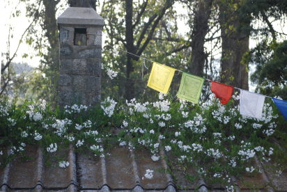 kodai flora