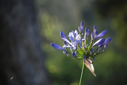 Agapanthus orientalis