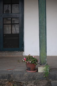 kodai flora