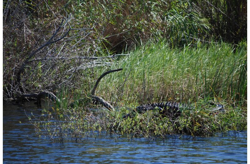 everglades