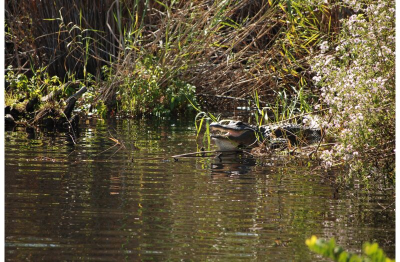 everglades