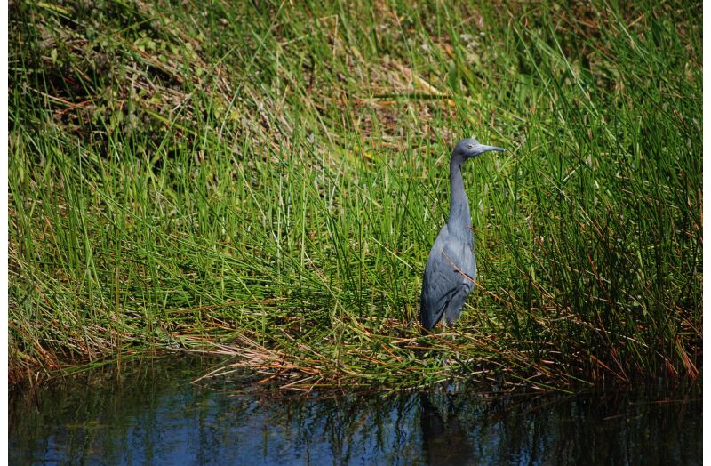 everglades