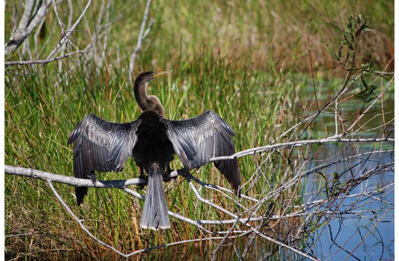 everglades