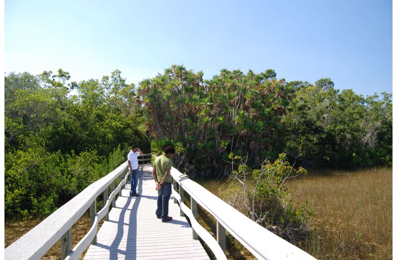 everglades