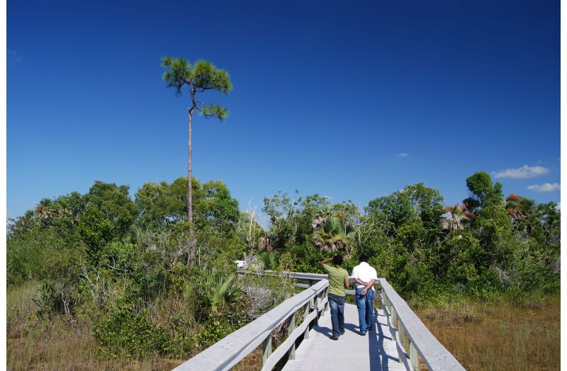 everglades