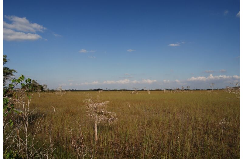 everglades