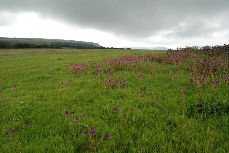 Kas Plateau