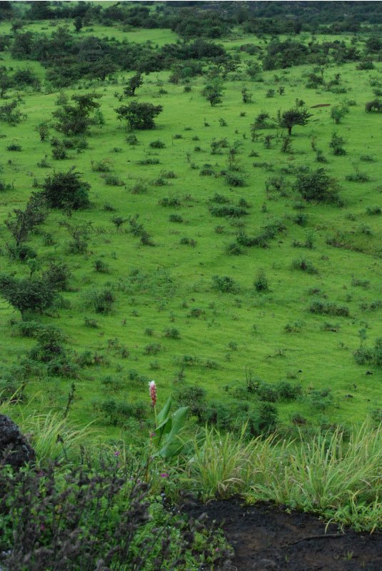 Kas Plateau