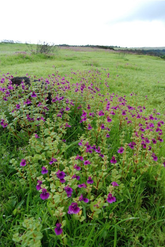 Kas Plateau