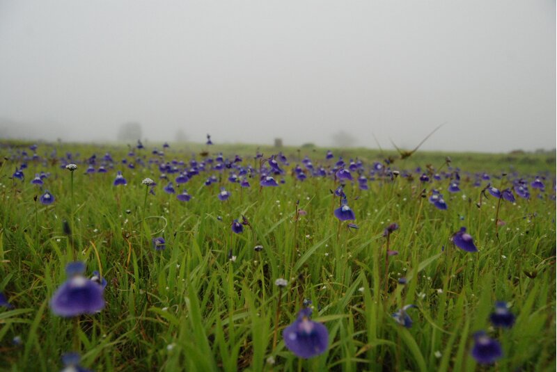 Kas Plateau