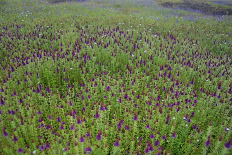 Kas Plateau