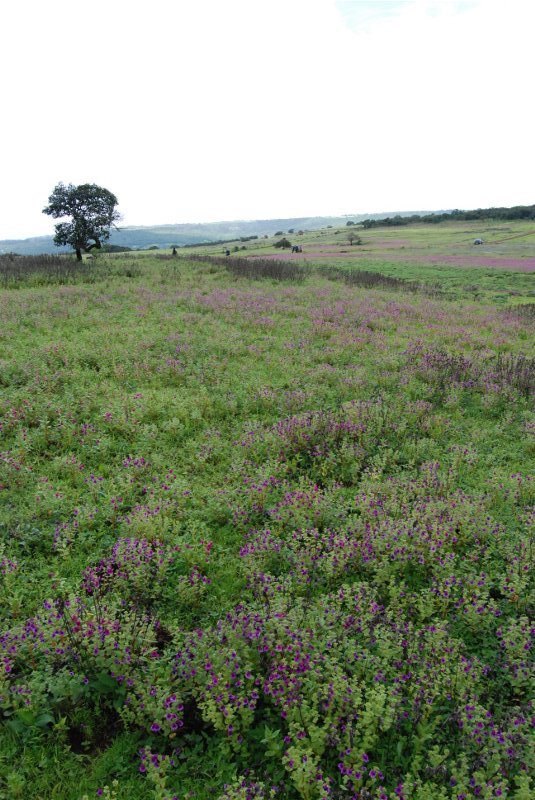 Kas Plateau