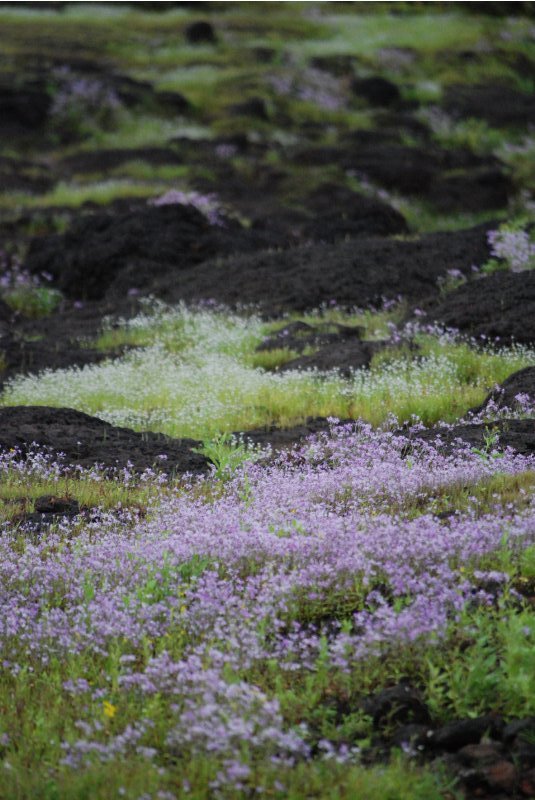 Kas Plateau