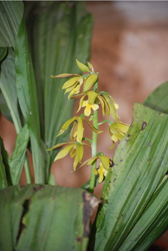 Calanthe mannii