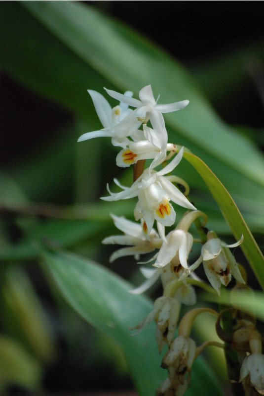 Coelogyne stricta