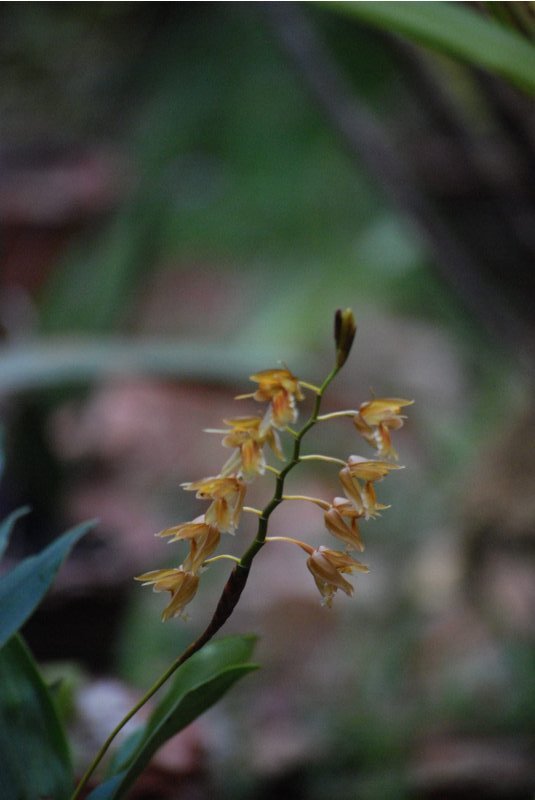 Coelogyne sp.