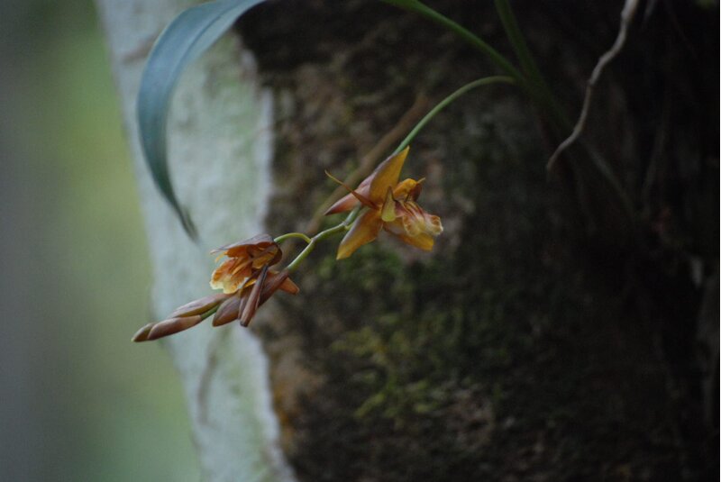 Coelogyne micrantha