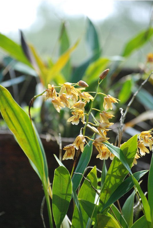 Coelogyne sp.