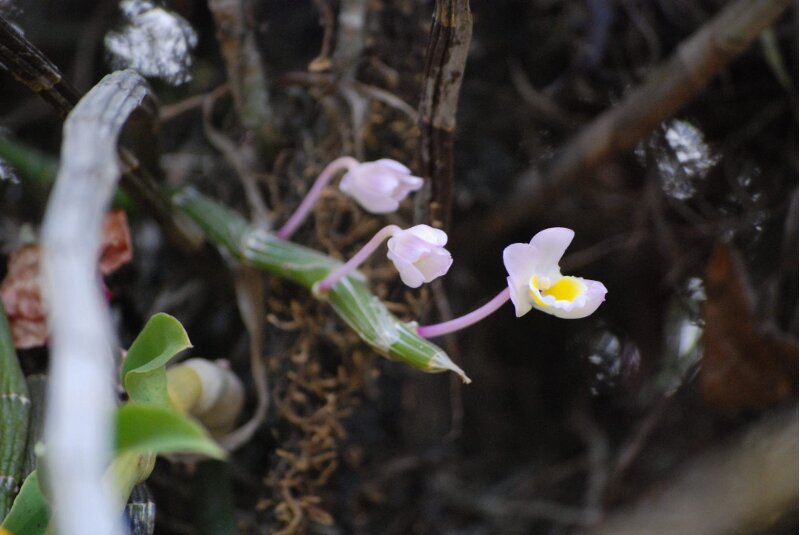 Dendrobium crepidatum