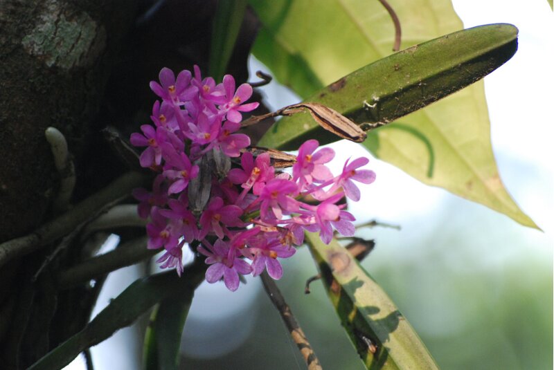 Ascocentrum ampullaceum