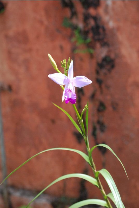 Arundina graminifolia