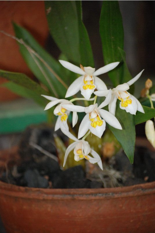 Coelogyne corymbosa