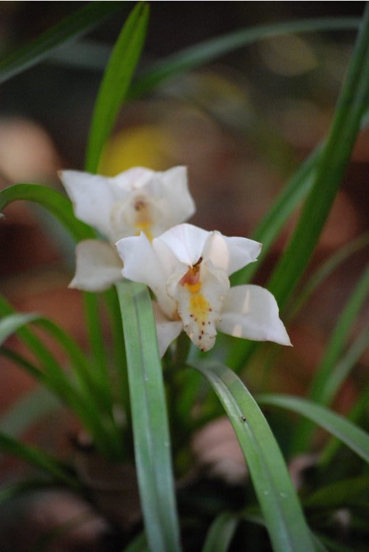 Cymbidium mastersii