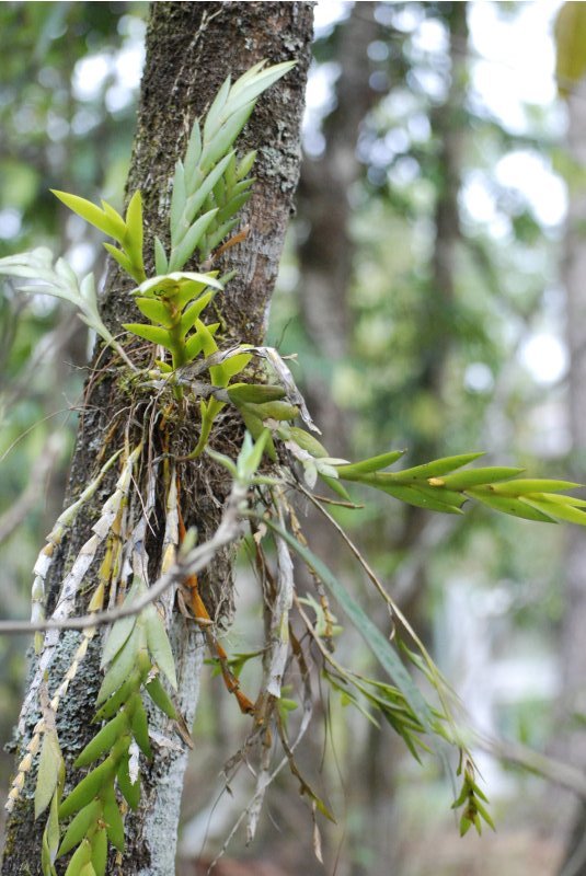 Dendrobium anceps