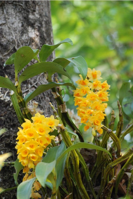 Dendrobium densiflorum