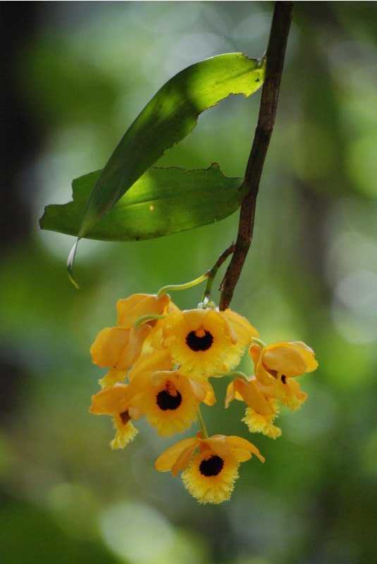 Dendrobium fimbriatum