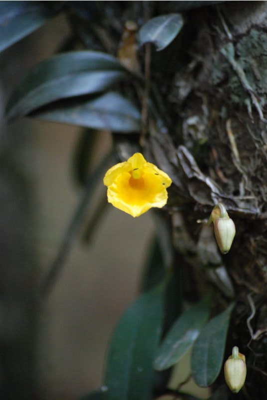 Dendrobium jenkinsii