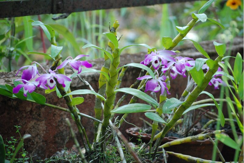 Dendrobium nobile