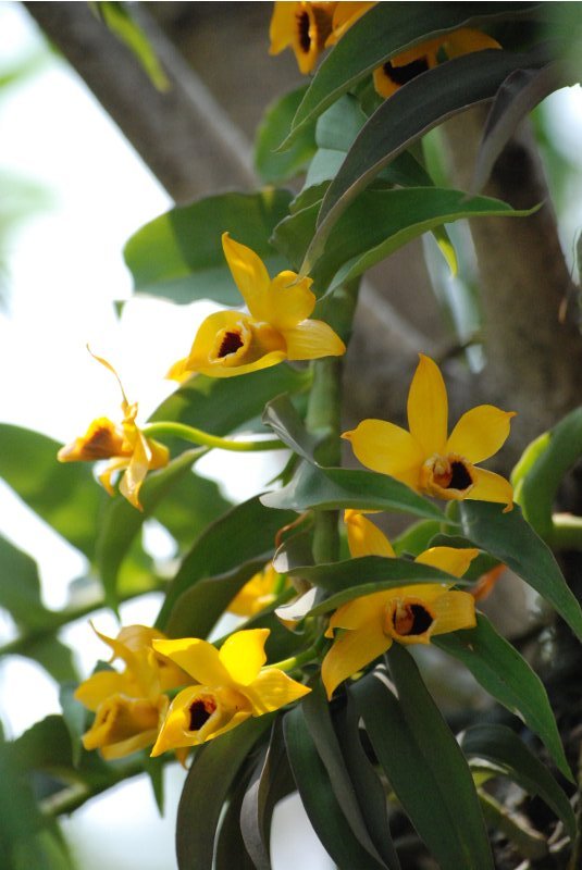 Dendrobium ochreatum