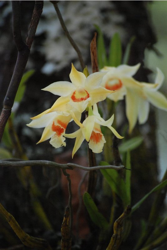 Dendrobium williamsonii