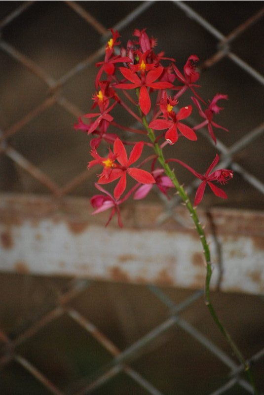 Epidendrum radicans