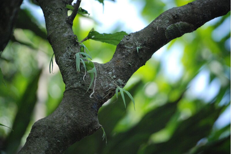 Oberonia pachyrachis