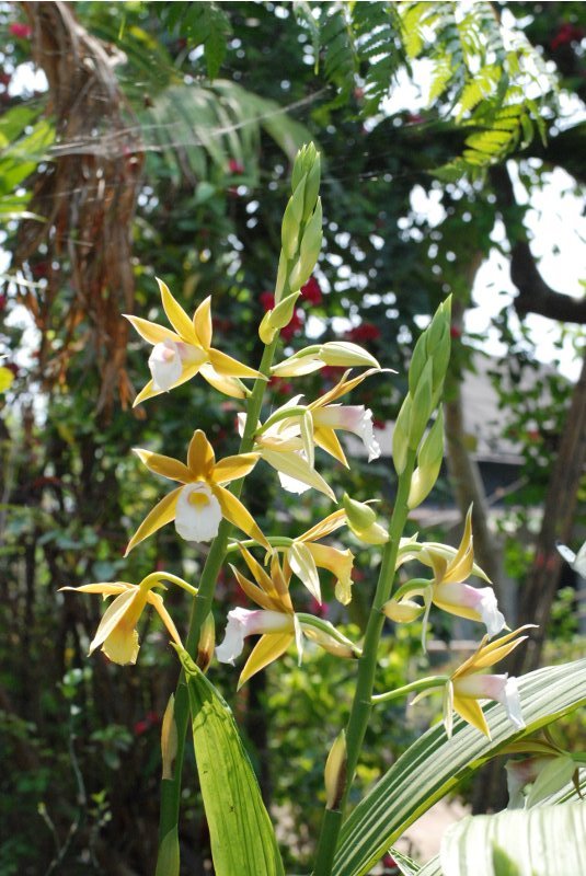 Phaius tankervilleae