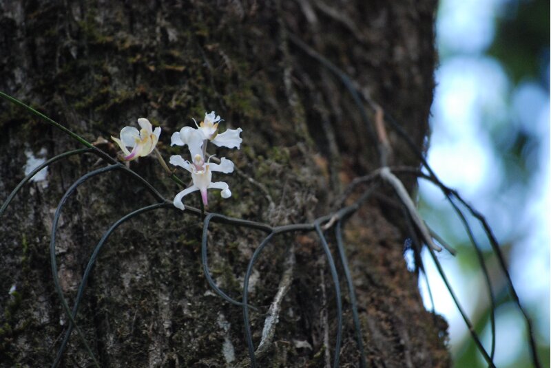 Papilionanthe vandarum