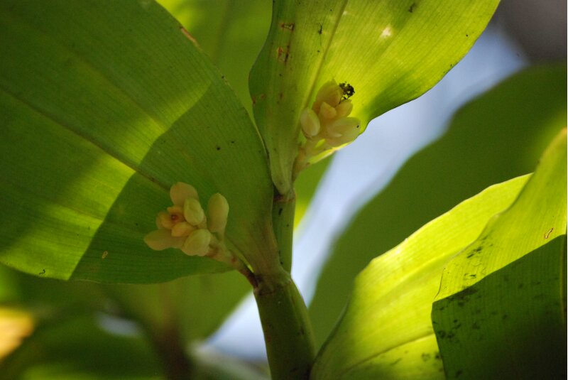 Eria sp.