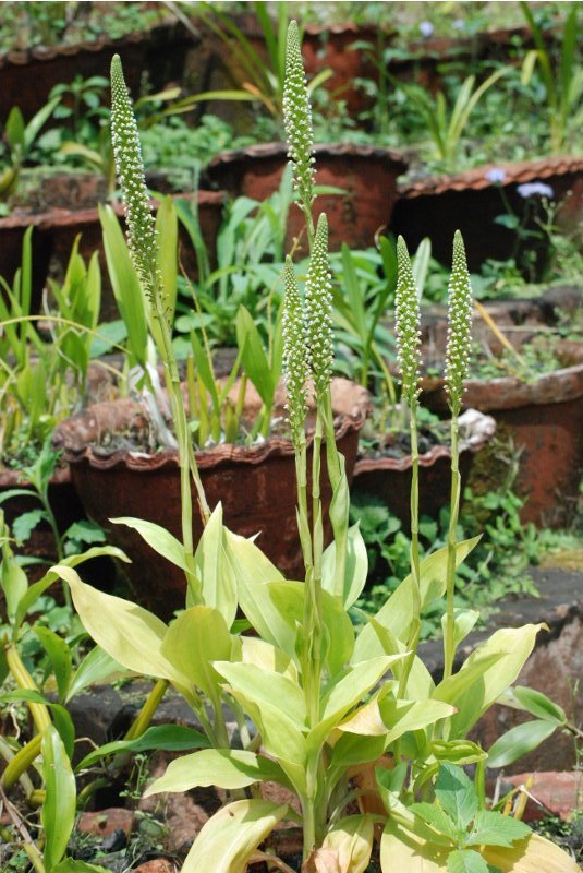 Goodyera procera