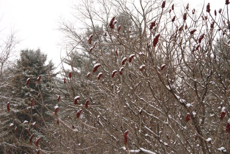 vermont winter